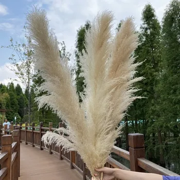 Lager Pampe Travo Okoli 80 cm Naravnega Reed Posušen Cvet Veje prave Rastline Beli Šopek Poročni Obred Sodobnega Doma Dekoracijo